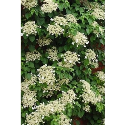 Hortensja  PNĄCA C2 DONICZKA